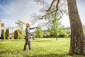 How Our Tree Care Process Works  in Forney, TX